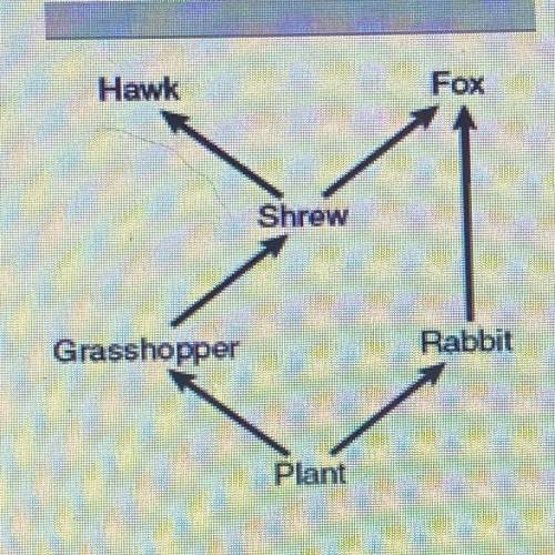 ￼ What is the primary producer in this ecosystem?

A: rabbit 
B: hawk
C: plant 
D: fox
PLEASE HELP