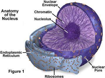 What does a nucleus look like