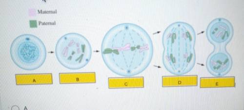 Which of these phases is anaphase?​
