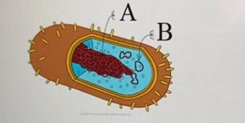 structure a is ____ (mitochondrial dna, chromosomal dna, viral rna, or plasmid dna). structure b is