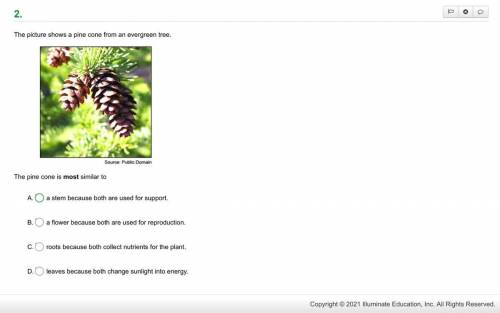 The picture shows a pine cone from an evergreen tree.