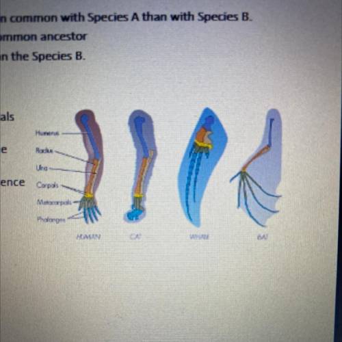 3. The figure above represents forelimbs from mammals

that all have different uses depending on t