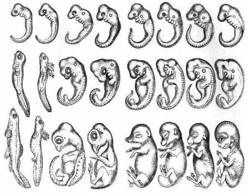 Below is a chart of the embryo development of many different organisms, starting with a fish and en