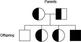 Sickle cell anaemia is known to run in a family. A pedigree chart for this family is shown below.