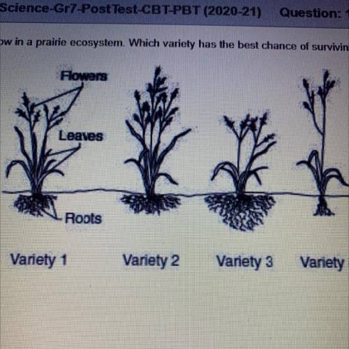 The picture below shows four varieties of the same species of grass that grow in a prairie ecosyste