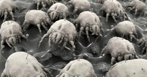 Did you know the average bed contains over 6 billion dust mites