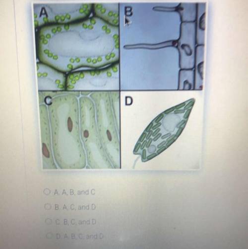 Which of the samples shown below are photosynthetic