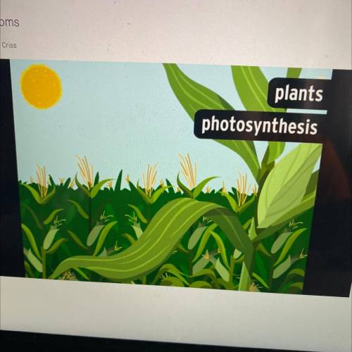 How do plants make their food?

A. Photosynthesis
B. Digestion
C. Decomposition