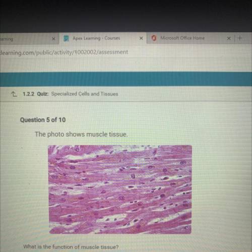 The photo shows muscle tissue.

What is the function of muscle tissue?
A. To contract to cause mov