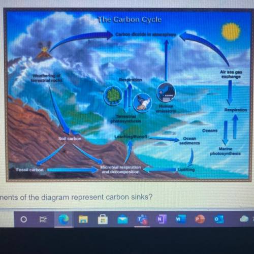The diagram above illustrates the carbon cycle. Which of the Following components of the diagram re