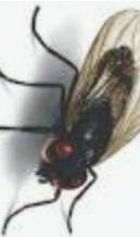Which of the following is the mode of feeding of a housefly i)Sucking. ii)Chewing. iii) Scraping. iv