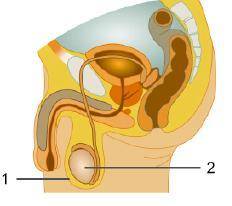 The diagram shows structures of the male reproductive system.

Diagram of male anatomy. 1 points t