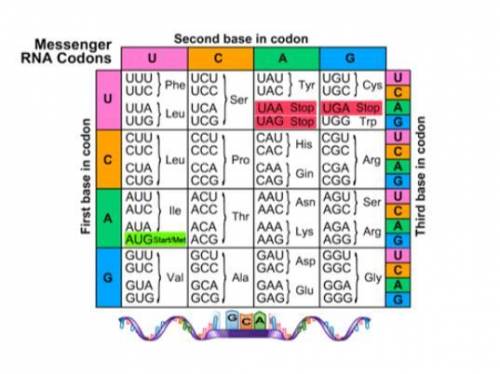 I need help Pleaseeeee

d) What is the new RNA sequence? Hint: In RNA, A pairs with U. (1 point)
e