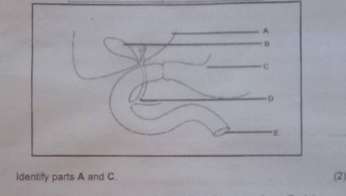 Identify parts A and C.​