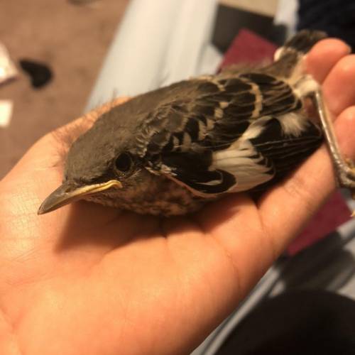 HELP WHAT KIND OF BIRD IS THIS??