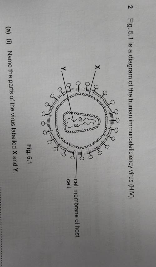 Plz helpname the parts of the virus labeled x and y ​