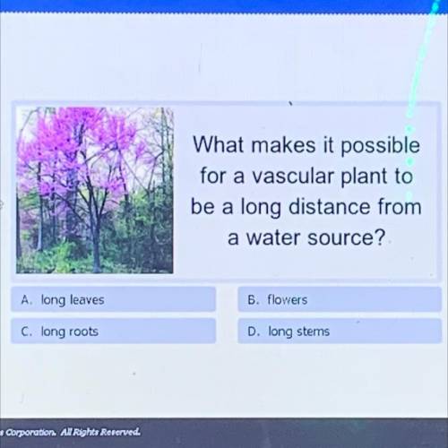 What makes it possible

for a vascular plant to
be a long distance from
a water source?
A. long le