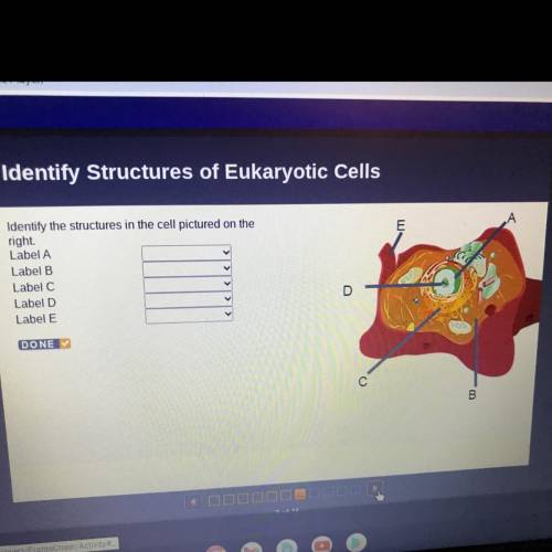 ERRE

E
Identify the structures in the cell pictured on the
right
Label A
Label B
Label C
Label D