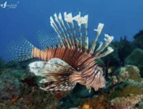 What is a description for this type of lion fish?