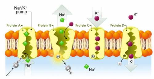 The cell membrane potential is maintained by the ion channels with movement of ions into and out of