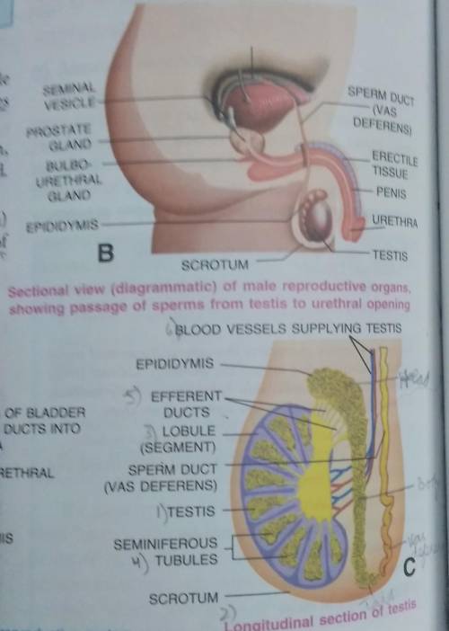 Diagram for male reproductive system​
