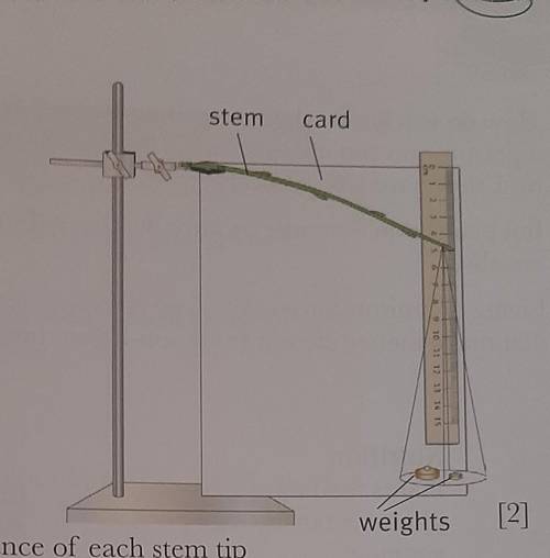 The diagram shows how Anji tested the stems. What should Anji keep the same in her experiment? choo
