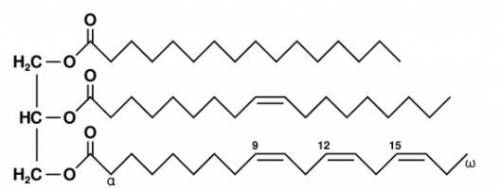 The image below depicts what type of molecule?

Carbohydrate, oligosaccharide
Lipid, triglyceride