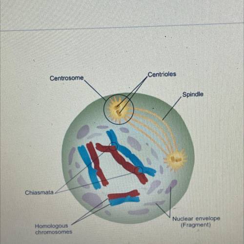 Examine the image for a step in meiosis shown here. What is the significance of the arrangement of