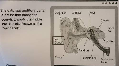Match each part of the ear with the correct label.
PLS POST!