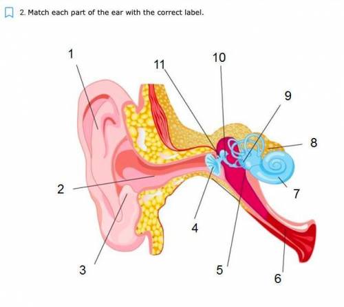 Match each part of the ear with the correct label.
PLS POST!