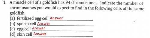 Help with this pls about chromosomes