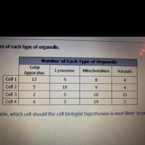 Which cell is most likely to produce the highest number of proteins for export from the cell?