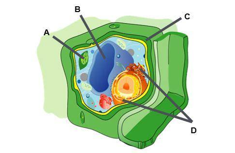 Identify organelles in a plant cell with the diagram below.