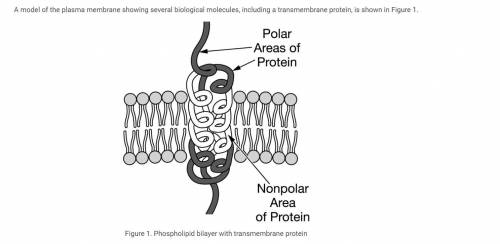 Which of these statements best explains why correct protein folding is critical in the transmembran