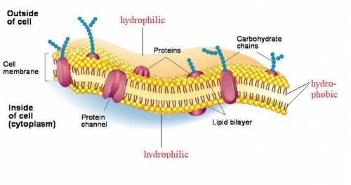 18. The surface of a cell membrane that faces the interior of the cell is

hydrophobic.
TRUE
FALSE