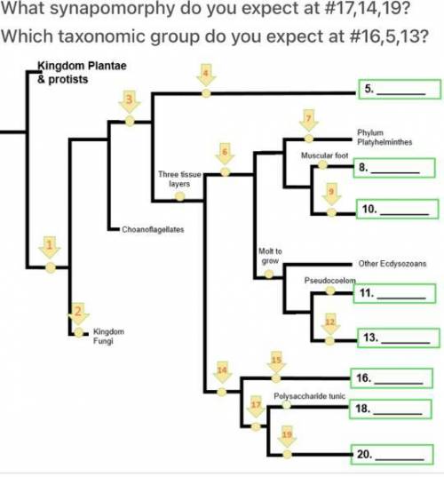 Which synapomorphy do you expect on #17,14,19?

What is taxonomic group do you expect on #16,5,13?