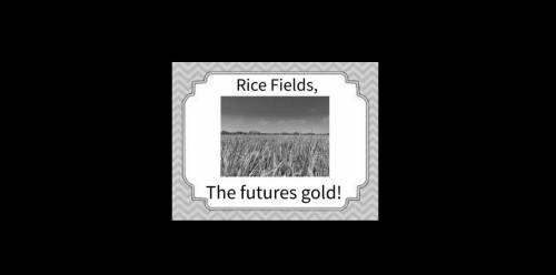 Make a description about rice fields