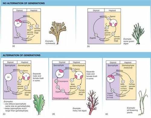 State the difference between the reproductive cycles of flowering plants and rockweeds. Specify for