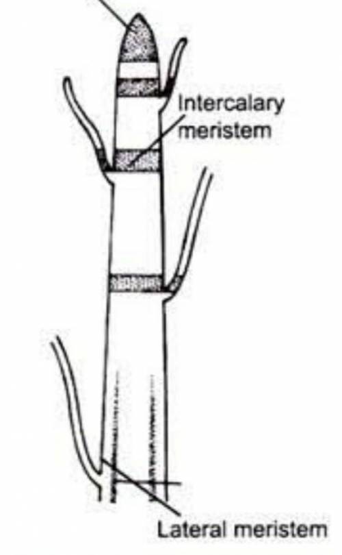 Diagram of intercalary meristem please :(