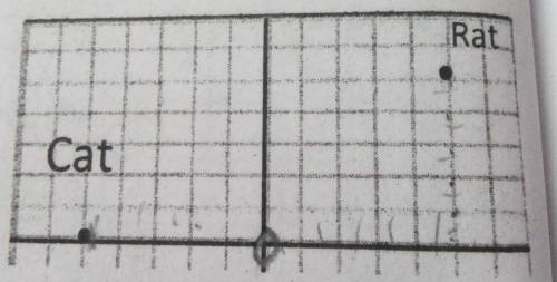 The position of cat and rat are shown in a graph paper.Find the coordinates of cat and rat where th