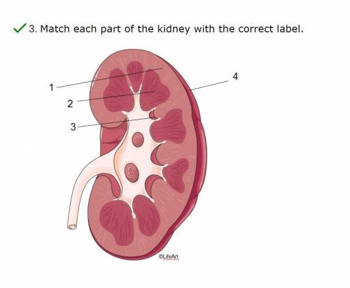 Match each part of the kidney with the correct label.