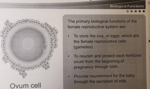 Which of the following statements about the functions of the female reproductive system is FALSE?
