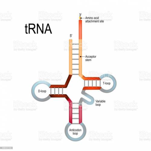 Which of these is a trna?.