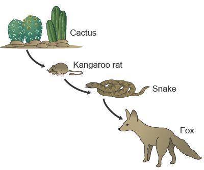Help me pls

Study the diagram of a desert food chain. 
What would most likely happen if the kanga