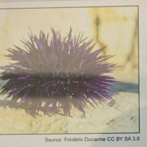 Asea urchin is an organism that does not have a backbone and lives in coastal areas. It has develop