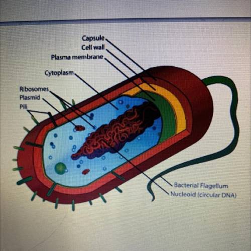 Which of the following best describes the cell below

plant cell 
Protist cell 
Eukaryotic cell
Pr