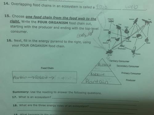 Choose one food chain from the food web to the

right. Write the FOUR ORGANISM food chain out,
sta