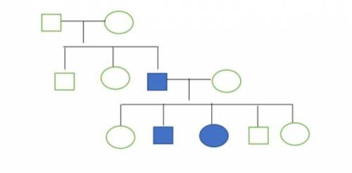 Consider the pedigree below. Individuals with shaded shapes have hemophilia. The gene for hemophili