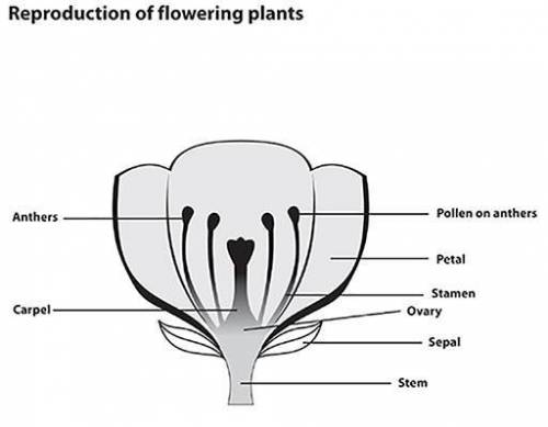 The diagram shows the reproductive system of a plant.

Which of the following best describes the i