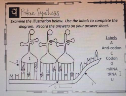 Protein Synthesis

Examine the illustration below. Use the labels to complete the diagram. Record